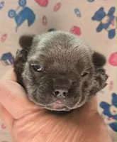LIL GIRL 2, a female French Bulldog for sale in Cumberland, MD – 3 of 3