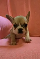 QUEENIE, a female French Bulldog for sale in Cumberland, MD – 4 of 5