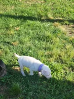 Boo, a female American Pit Bull Terrier for sale in Fort Smith, AR – 6 of 6