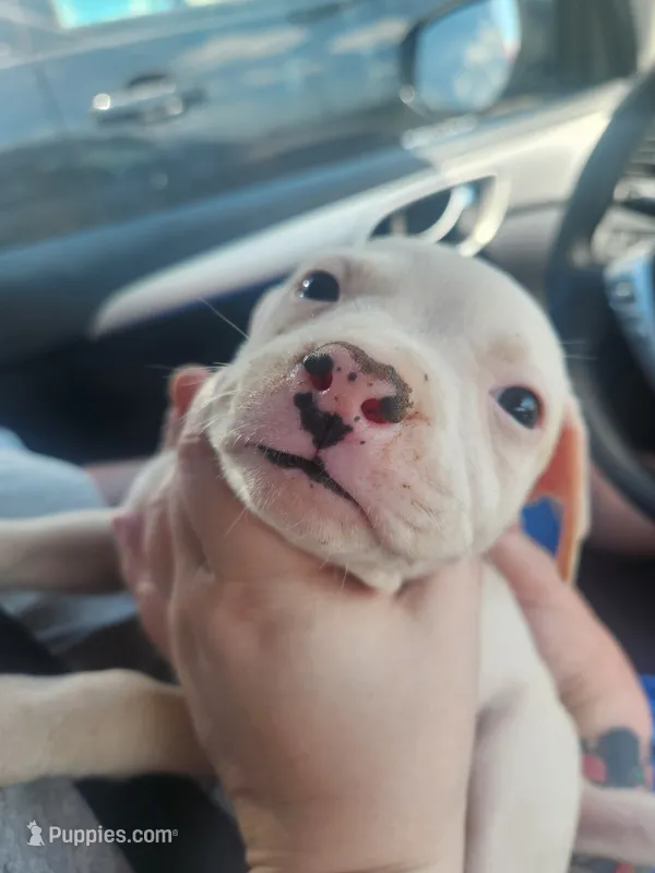 Boo – American Pit Bull Terrier puppy for sale in Fort Smith, AR