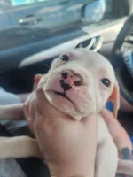 Boo, a female American Pit Bull Terrier for sale in Fort Smith, AR – 1 of 6