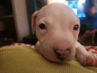 Boo, a female American Pit Bull Terrier for sale in Fort Smith, AR – 5 of 6