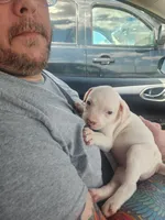 Boo, a female American Pit Bull Terrier for sale in Fort Smith, AR – 3 of 6