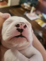 Boo, a female American Pit Bull Terrier for sale in Fort Smith, AR – 2 of 6