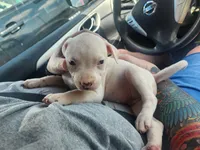 Boo, a female American Pit Bull Terrier for sale in Fort Smith, AR – 4 of 6