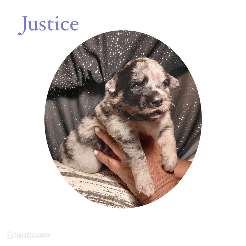 Justice – Pomsky puppy for sale in Absecon, NJ