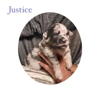 Justice, a male Pomsky for sale in Absecon, NJ – 1 of 1