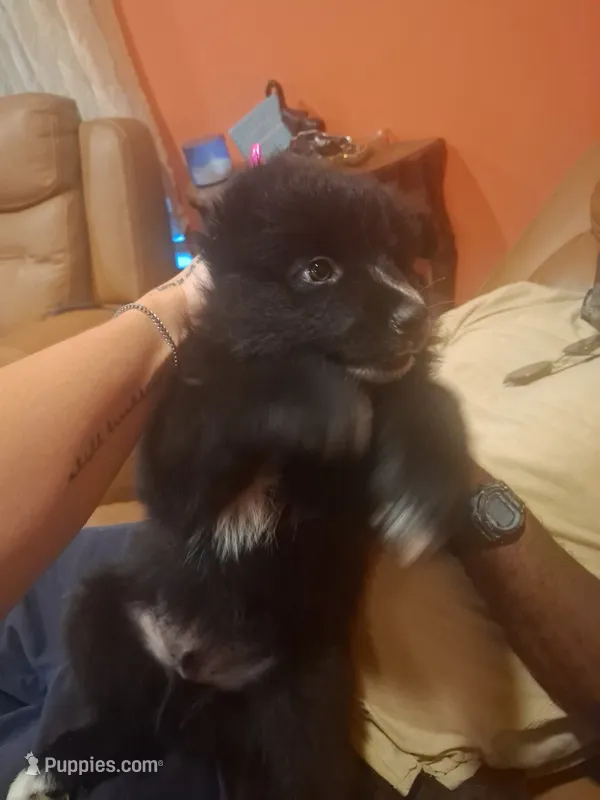 Blue Boy – Pomsky puppy for sale in Absecon, NJ
