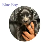 Blue Boy, a male Pomsky for sale in Absecon, NJ – 1 of 1