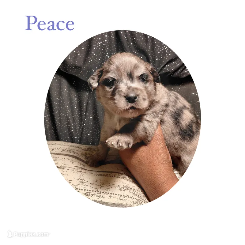 Peace – Pomsky puppy for sale in Absecon, NJ