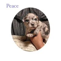 Peace, a male Pomsky for sale in Absecon, NJ – 1 of 1