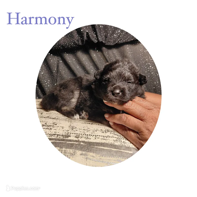 Harmony – Pomsky puppy for sale in Absecon, NJ