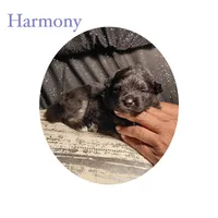 Harmony, a female Pomsky for sale in Absecon, NJ – 1 of 1