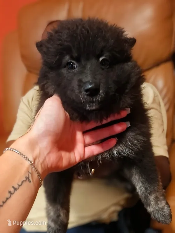 Harmony – Pomsky puppy for sale in Absecon, NJ