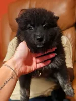 Harmony, a female Pomsky for sale in Absecon, NJ – 1 of 2