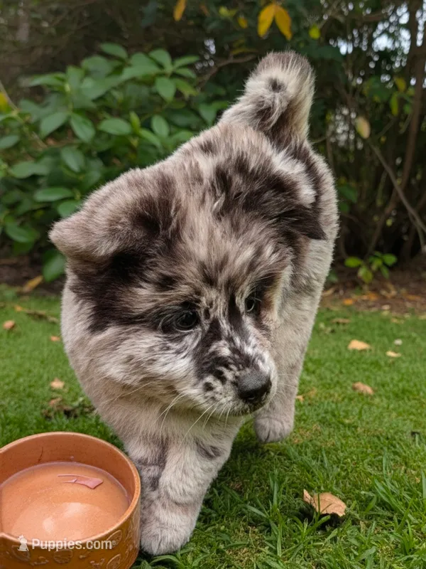 Twin – Pomsky puppy for sale in Absecon, NJ