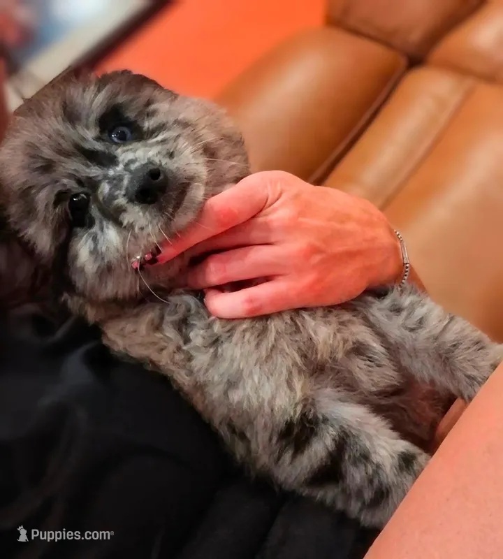 Peace – Pomsky puppy for sale in Absecon, NJ