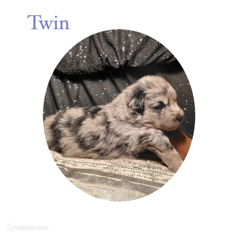 Twin – Pomsky puppy for sale in Absecon, NJ