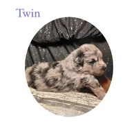 Twin, a male Pomsky for sale in Absecon, NJ – 1 of 1