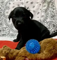 Sofia , a female Labrador Retriever for sale in Centralia, IL – 4 of 4