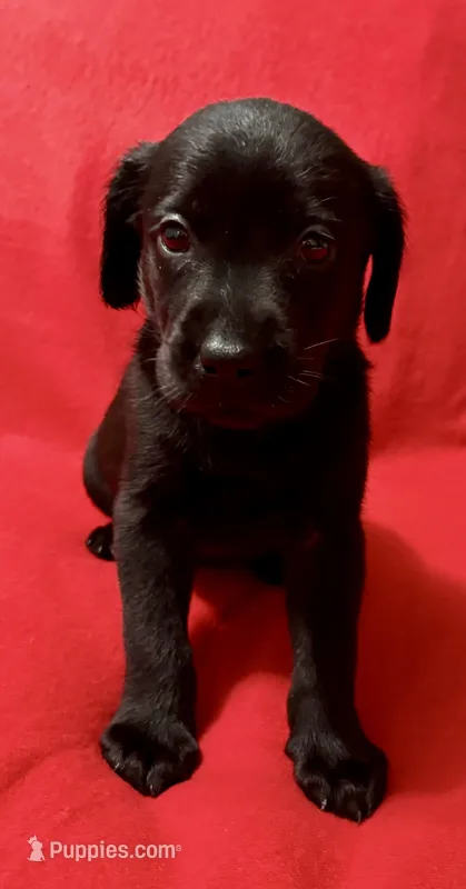 Midnight  – Labrador Retriever puppy for sale in Centralia, IL