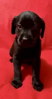 Midnight , a female Labrador Retriever for sale in Centralia, IL – 1 of 5