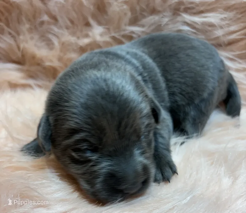Willow – Labrador Retriever puppy for sale in Centralia, IL