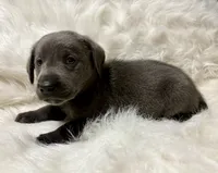 Kole , a male Labrador Retriever for sale in Centralia, IL – 4 of 6