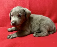 Remi , a female Labrador Retriever for sale in Centralia, IL – 4 of 5