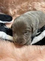 Bella , a female Labrador Retriever for sale in Centralia, IL – 6 of 7