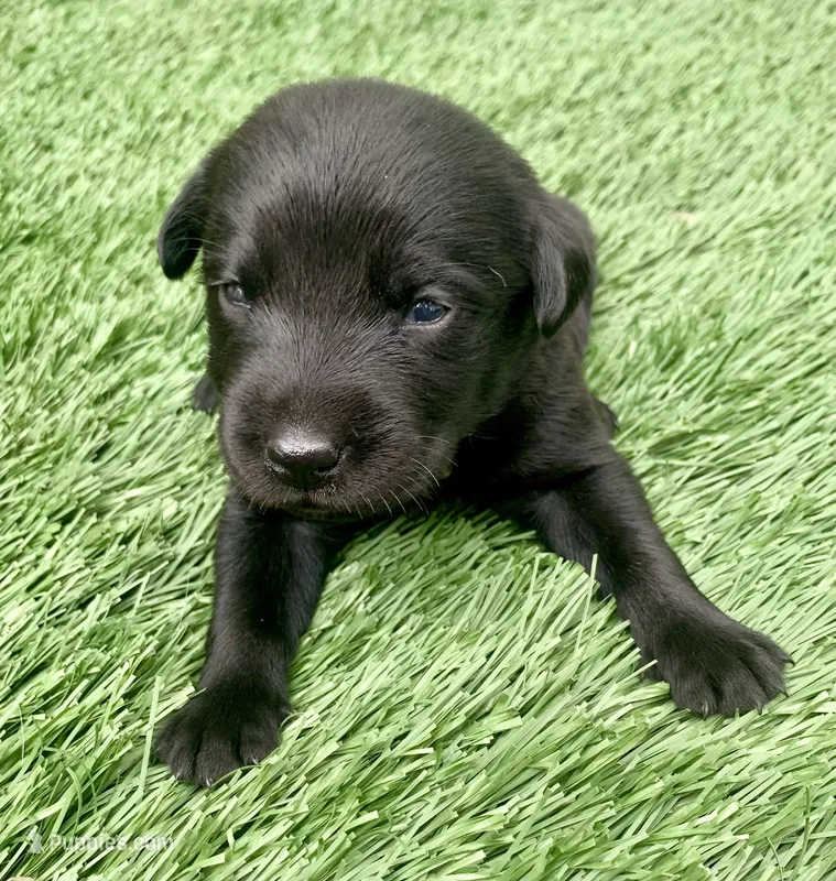 Sarge – Labrador Retriever puppy for sale in Centralia, IL