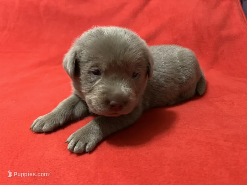 Prince  – Labrador Retriever puppy for sale in Centralia, IL