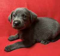 Sofia , a female Labrador Retriever for sale in Centralia, IL – 3 of 7