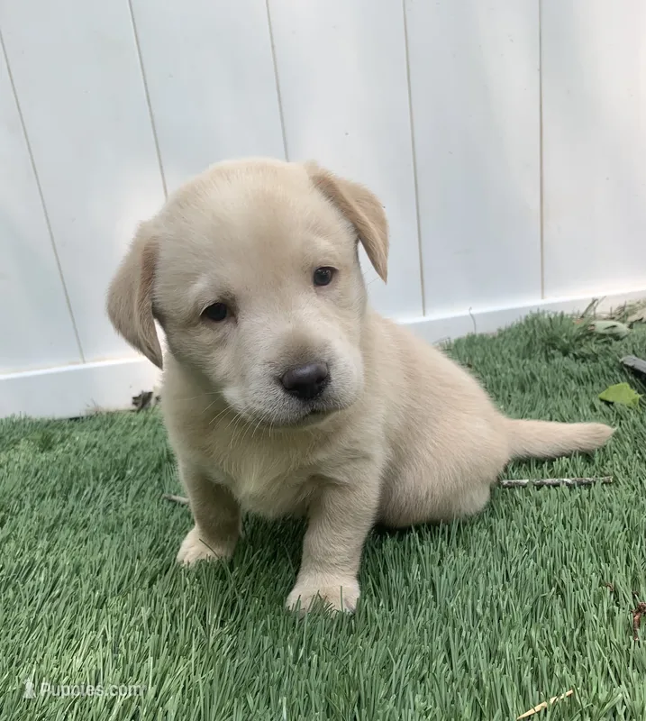 Sophia  – Labrador Retriever puppy for sale in Centralia, IL