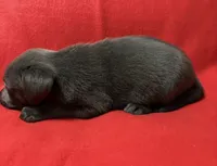 Sofia , a female Labrador Retriever for sale in Centralia, IL – 2 of 7