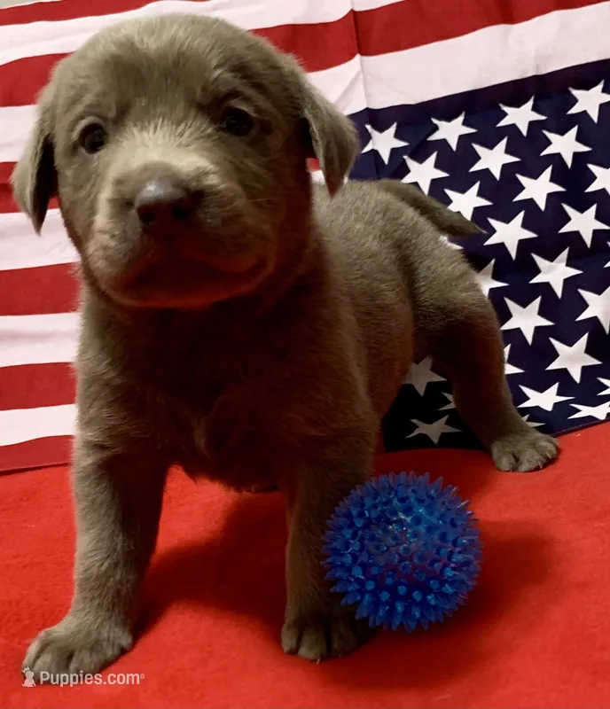 Bullet  – Labrador Retriever puppy for sale in Centralia, IL