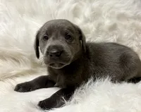 Kole , a male Labrador Retriever for sale in Centralia, IL – 3 of 6