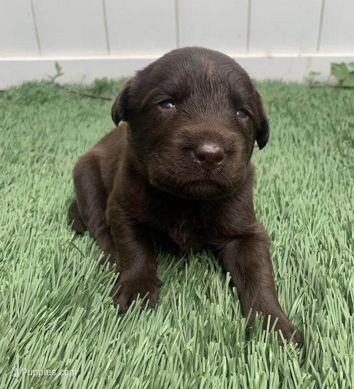 River – Labrador Retriever puppy for sale in Centralia, IL
