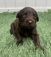 River, a female Labrador Retriever for sale in Centralia, IL – 1 of 8