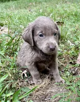 Lucy , a female Labrador Retriever for sale in Centralia, IL – 5 of 9