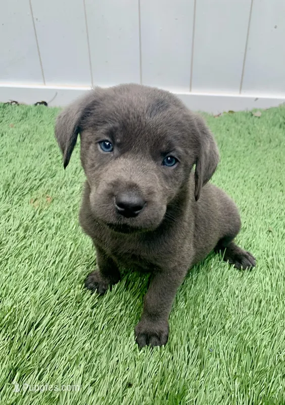 Coal  – Labrador Retriever puppy for sale in Centralia, IL