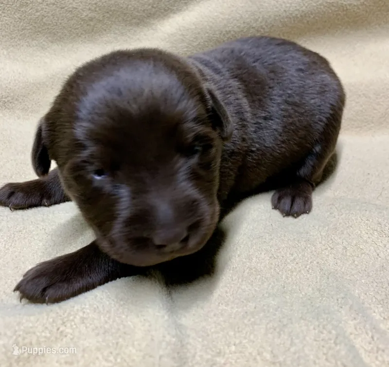 Remi – Labrador Retriever puppy for sale in Centralia, IL
