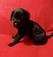 Midnight , a female Labrador Retriever for sale in Centralia, IL – 3 of 5