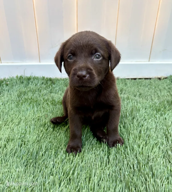 River – Labrador Retriever puppy for sale in Centralia, IL