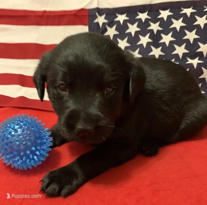 Ash  – Labrador Retriever puppy for sale in Centralia, IL