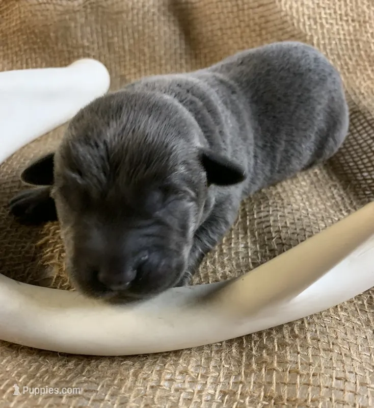 Rocky  – Labrador Retriever puppy for sale in Centralia, IL