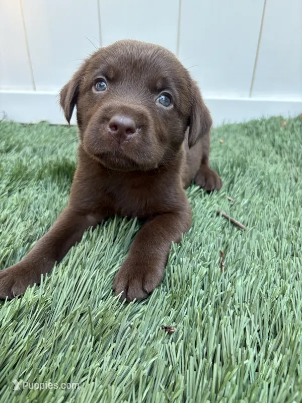 Remi – Labrador Retriever puppy for sale in Centralia, IL