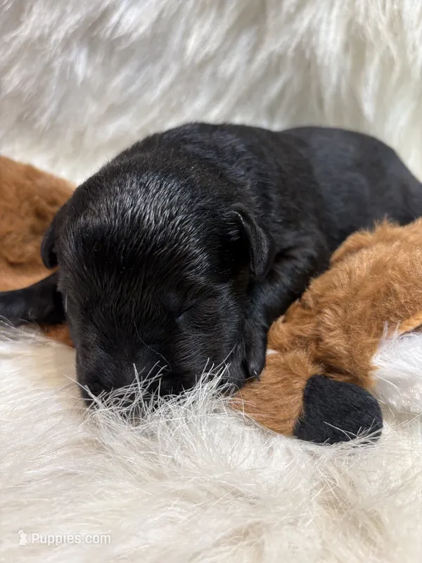 Black Jack  – Labrador Retriever puppy for sale in Centralia, IL