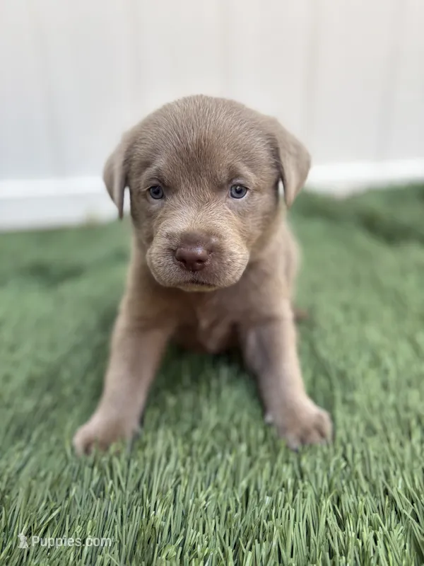 Prince  – Labrador Retriever puppy for sale in Centralia, IL