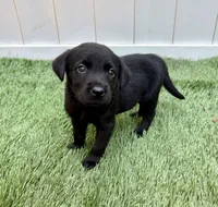 Ash , a male Labrador Retriever for sale in Centralia, IL – 4 of 10